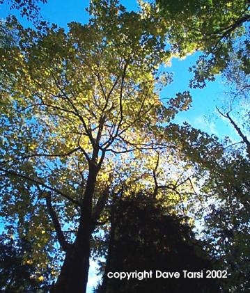 forest hillside