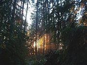 forest sunset