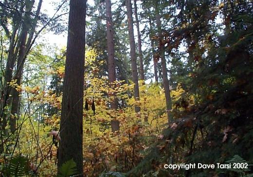 forest hillside